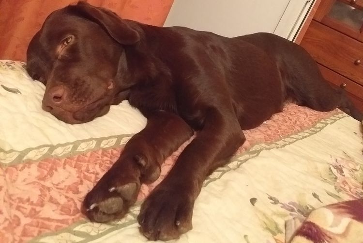 El perro se ha intoxicado con barniz