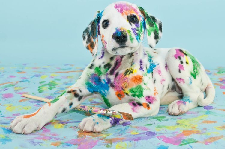 Perro con pintura
