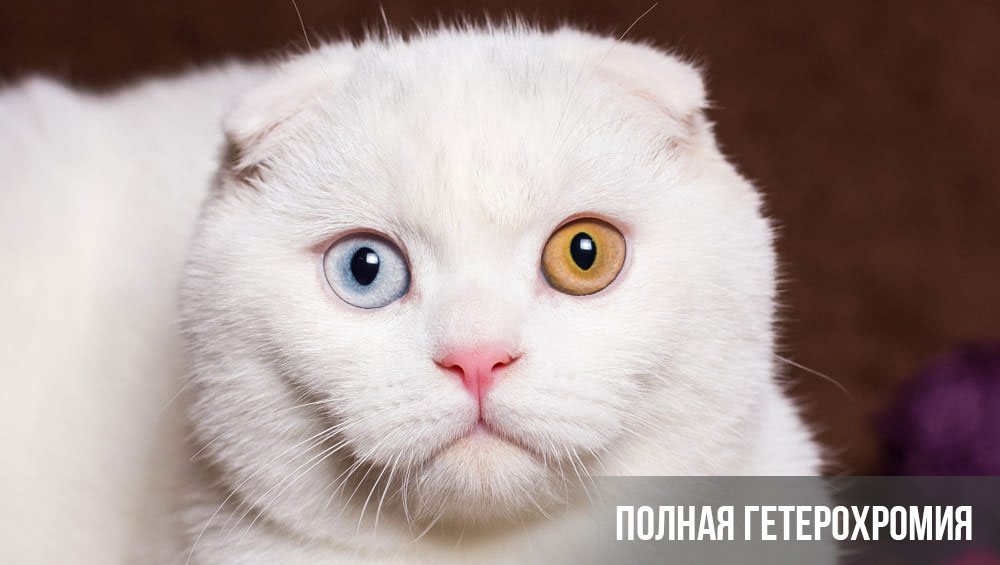 Heterocromía completa en un gato