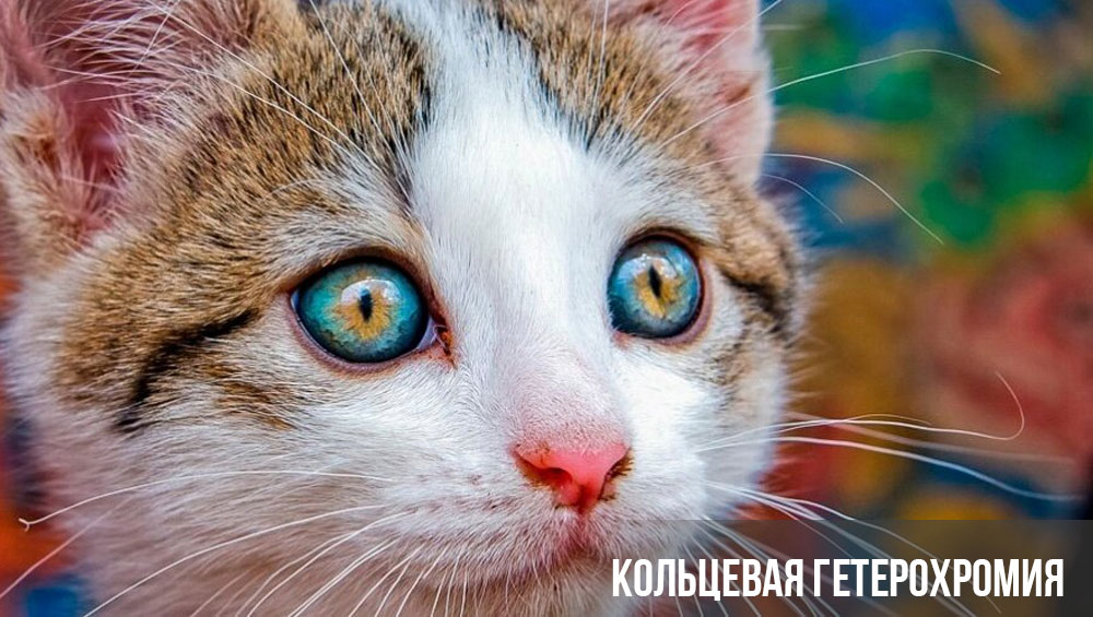 Heterocromía anular en un gato