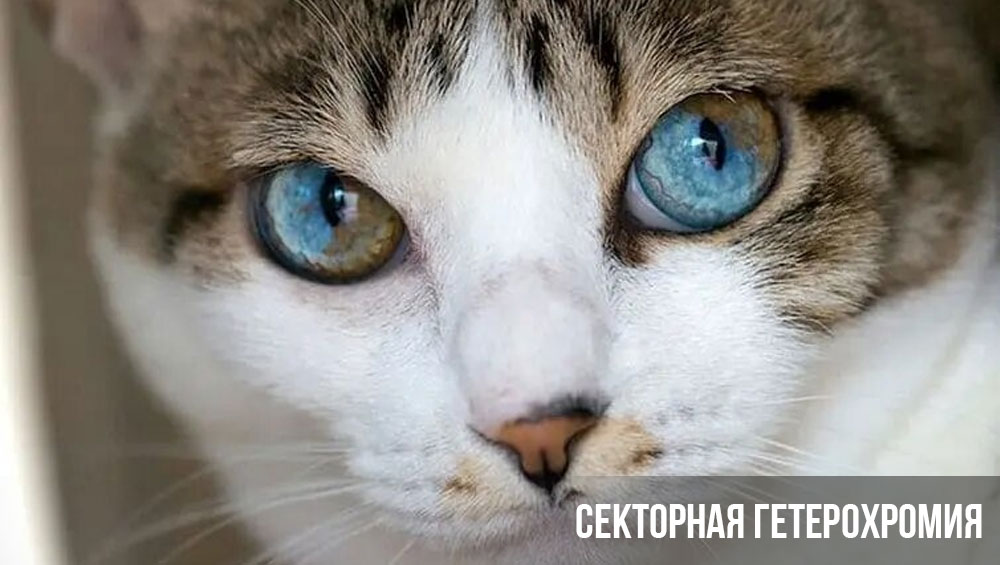 Heterocromía sectorial en un gato