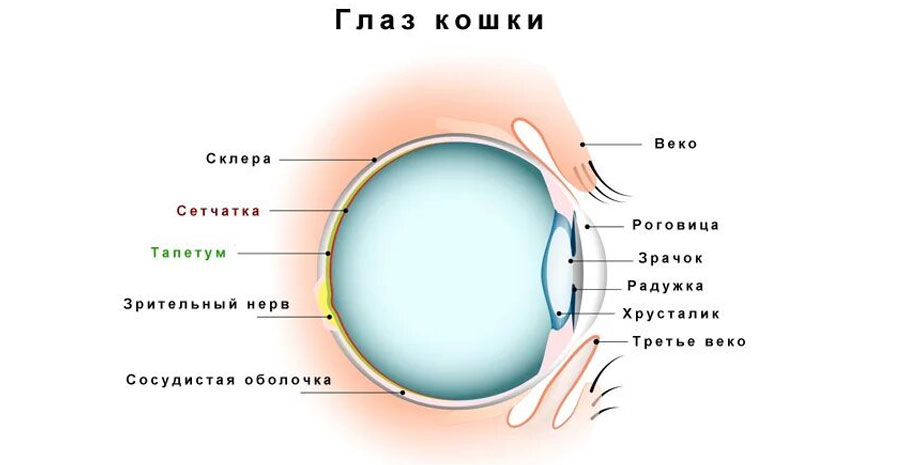 Estructura del ojo del gato