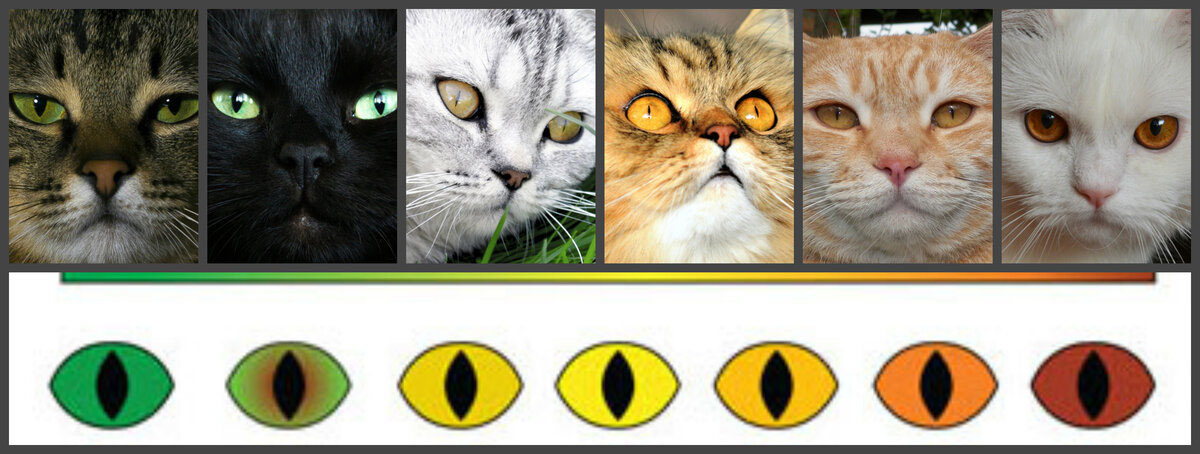 De qué color son los ojos de los gatos