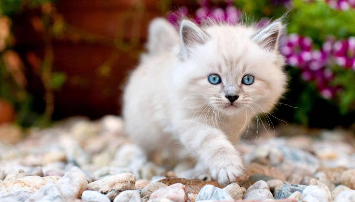 Gatito con ojos azules