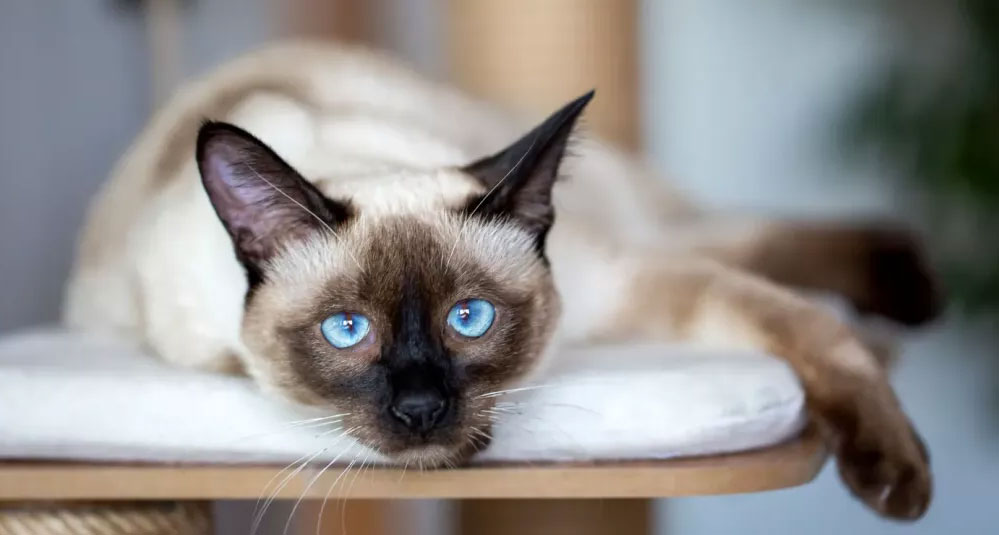 Gata siamesa de ojos azules