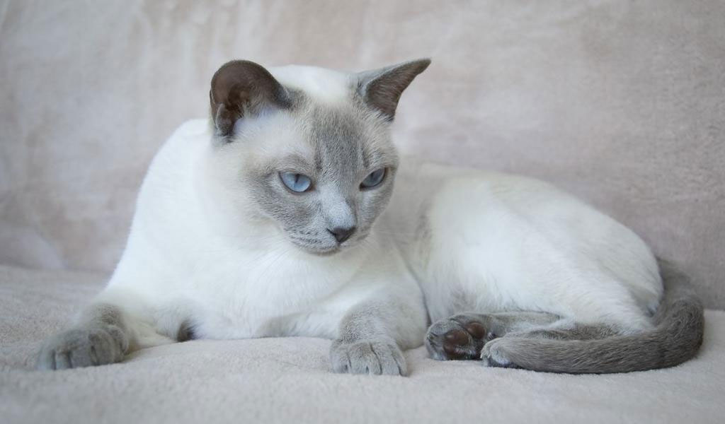 Ojos de los gatos Tonkineses