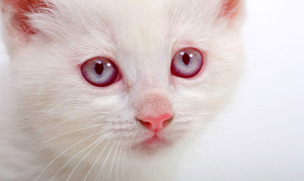 Gatito albino