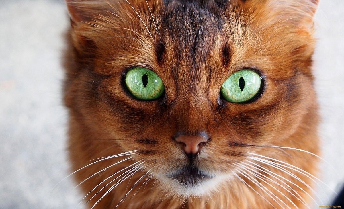 Gato con ojos verdes