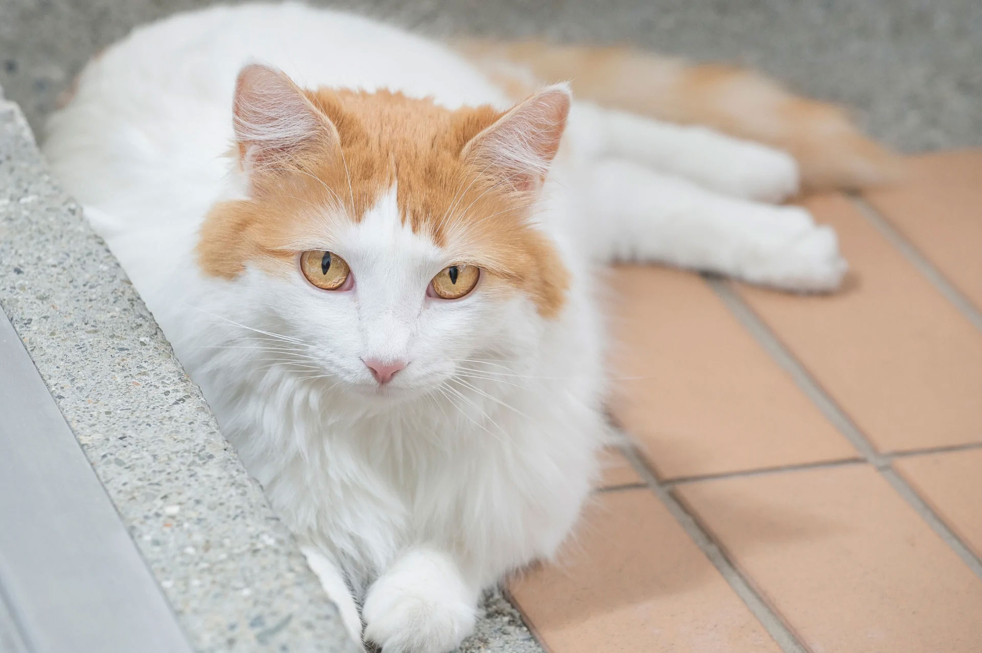 Ojos amarillos (dorados, ámbar) en gatos