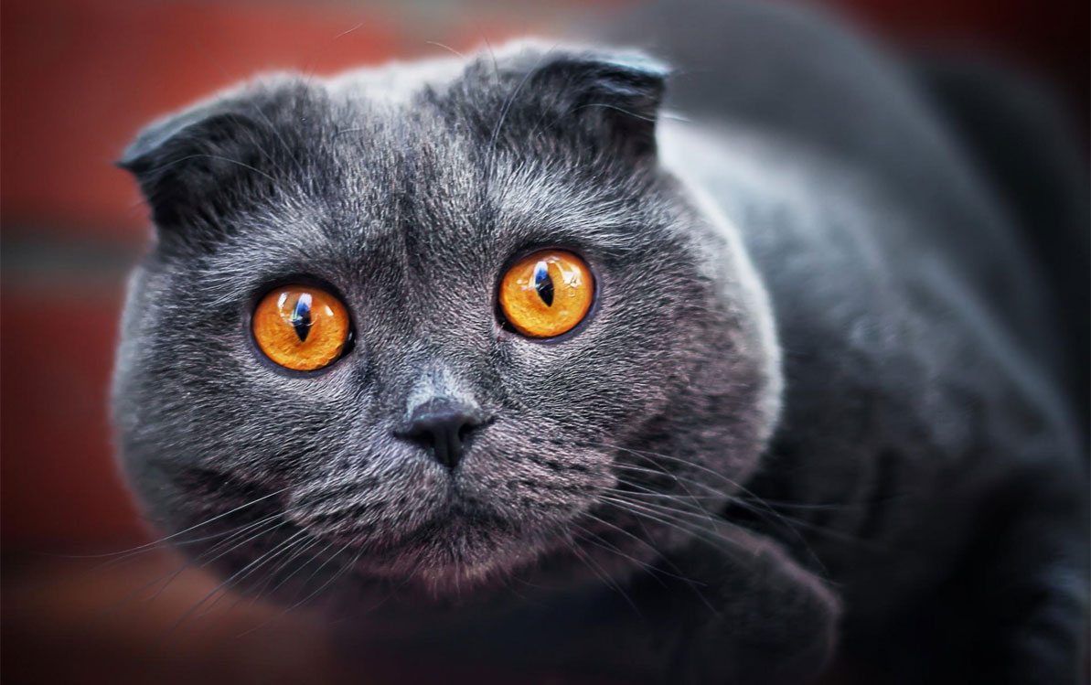 Ojos naranjas en gatos