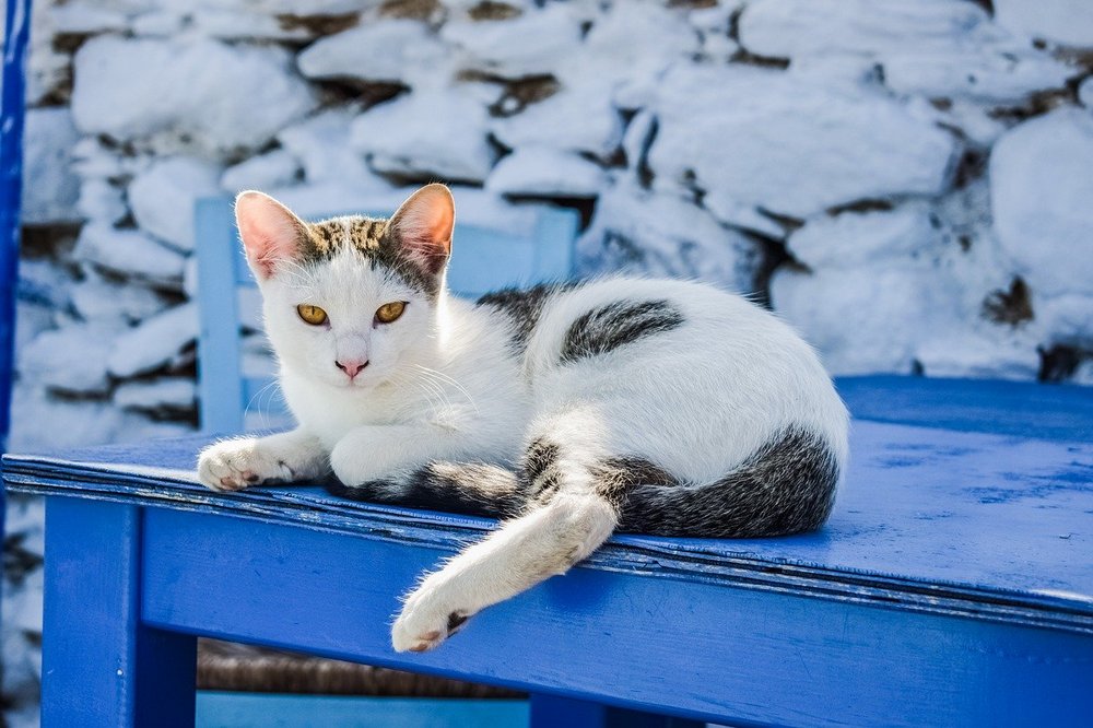 Gato bicolor de raza egea
