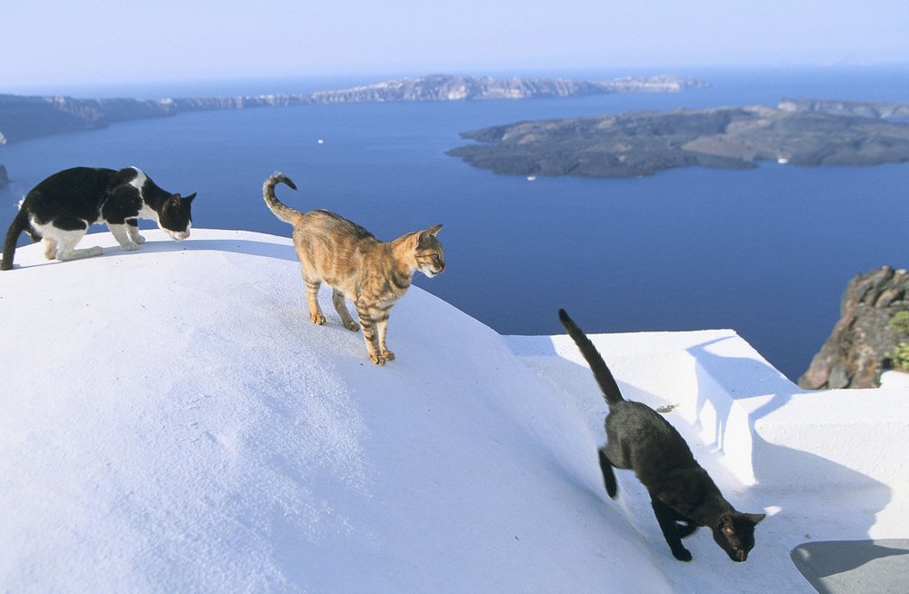 Gatos egeos