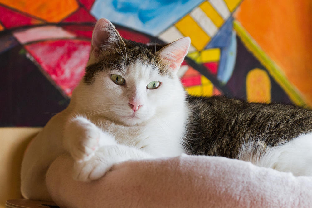 Gato Egeo en una cama