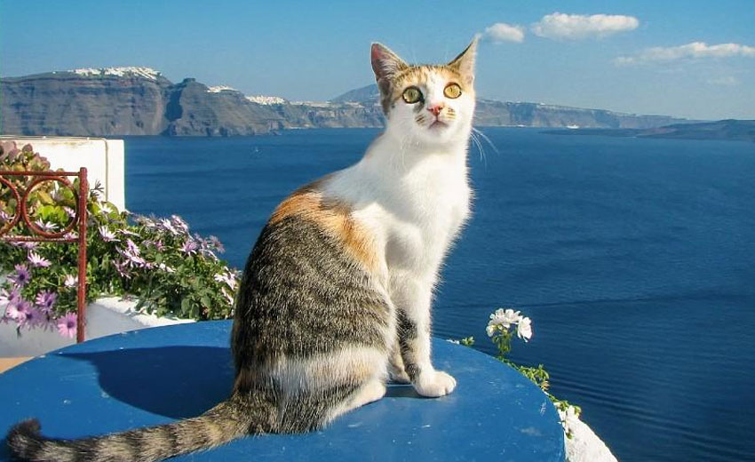Gato egeo