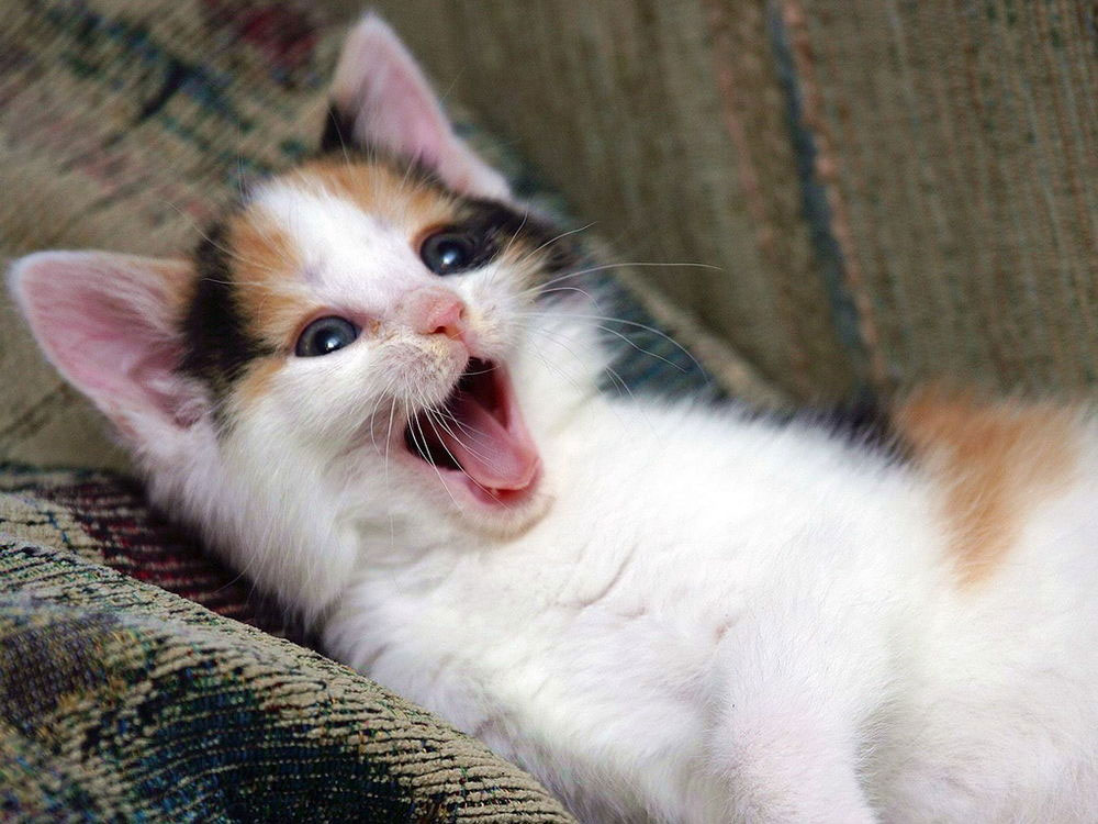 Cuidado del gatito egeo