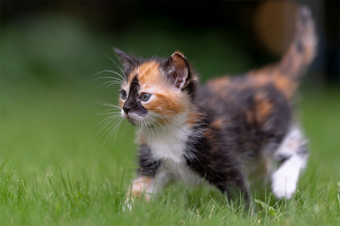 Gatito tricolor