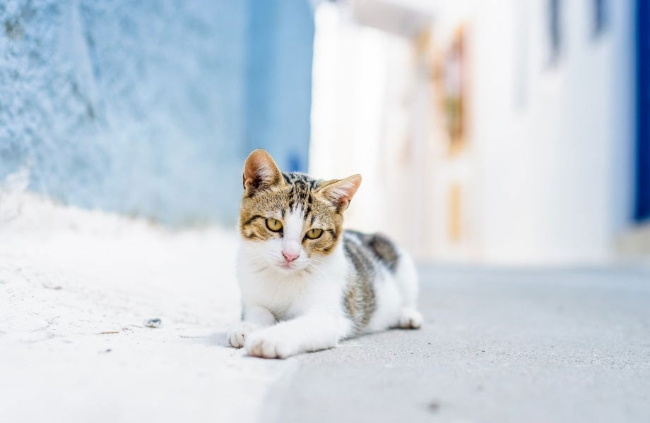 Foto del gato egeo