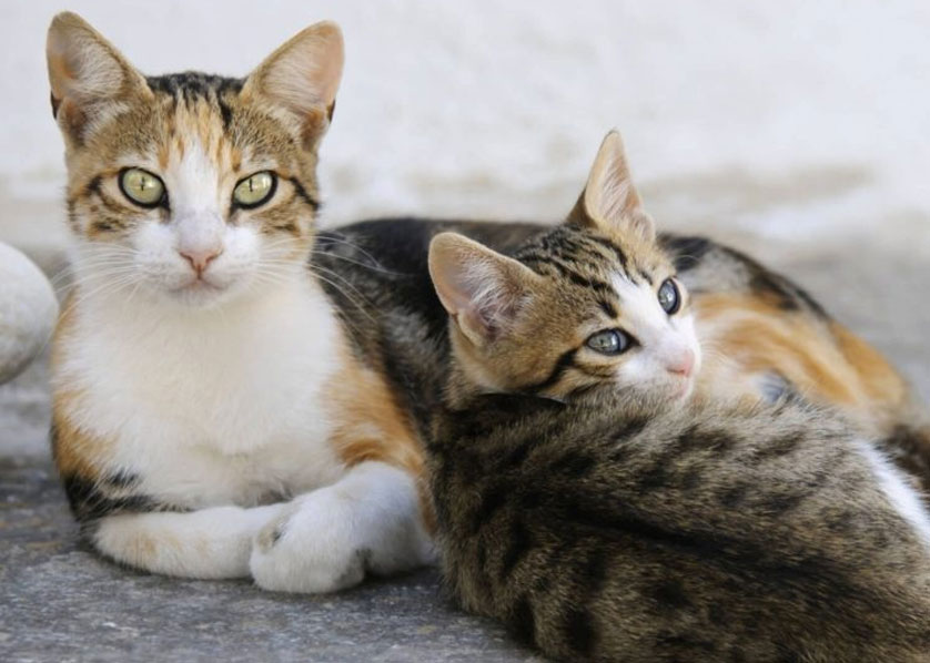 En qué se diferencian los gatos egeos de los gatos callejeros