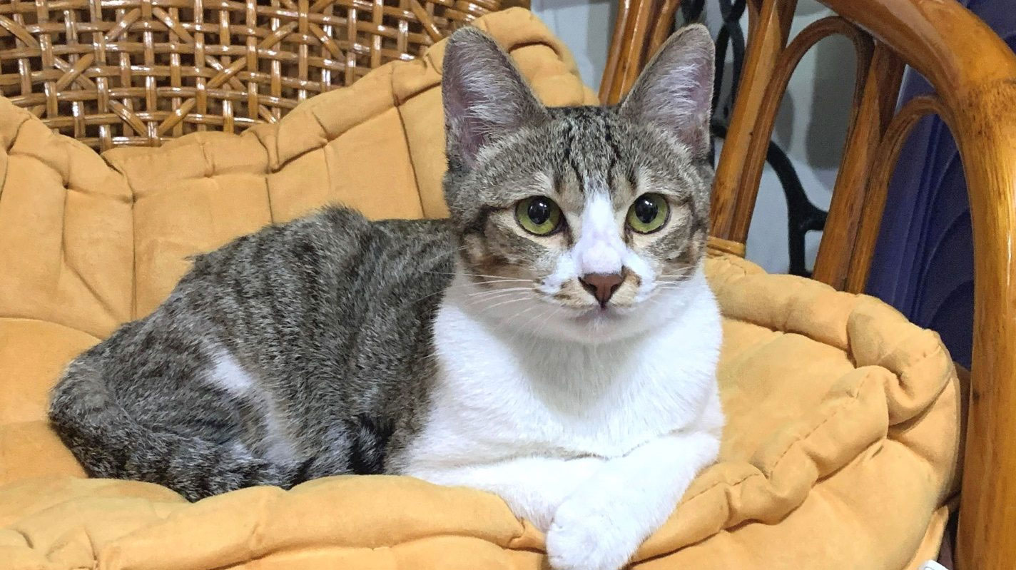 Gato Egeo