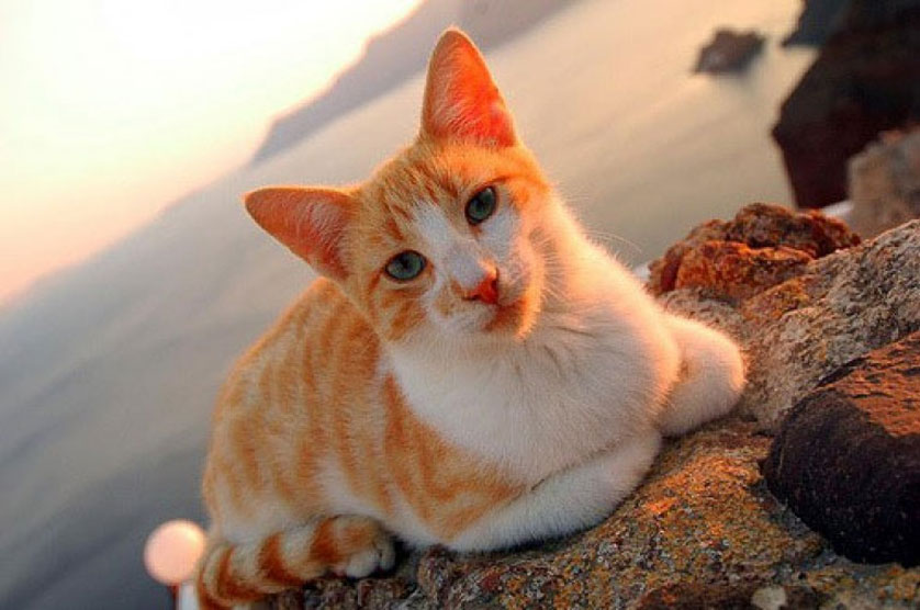 Gato egeo de hermoso color