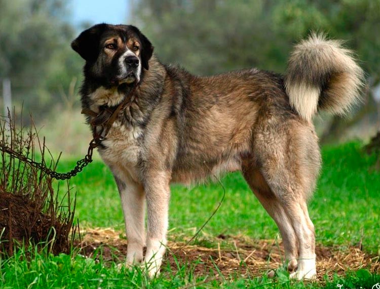 perro de raza Pastor Griego