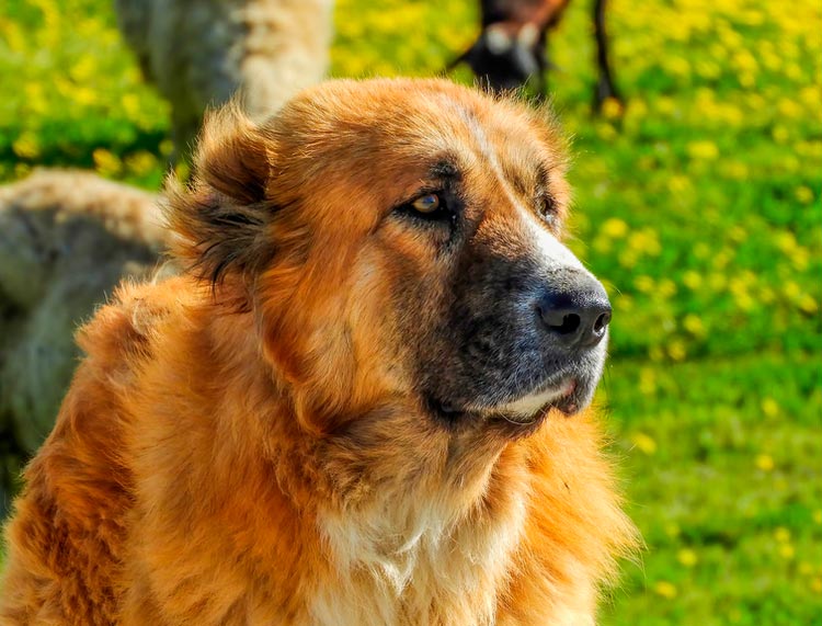 raza de perros Pastor Griego