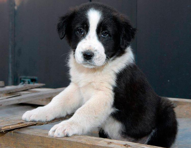 cachorro de pastor griego
