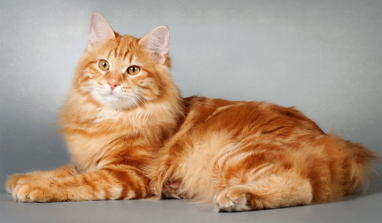 Cómo llamar a un gato rojo