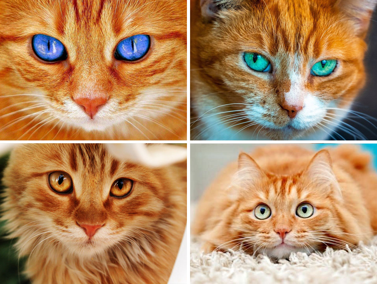 Color de ojos de un gato rojo