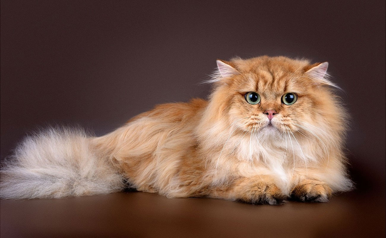 Cómo llamar a un gato rojo de pelo largo