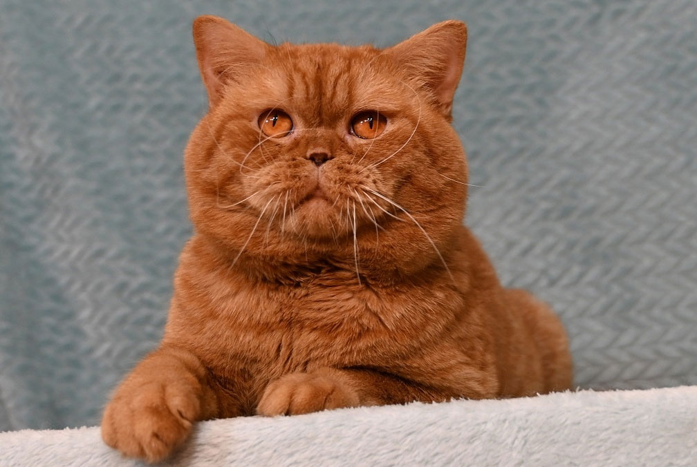 Cómo llamar a un gato rojo de pelo corto