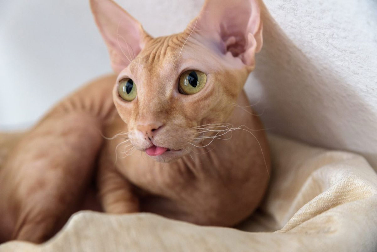 Cómo llamar a un gato rojo calvo