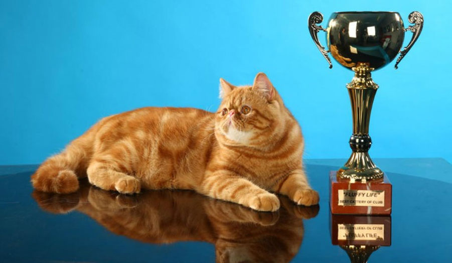 Cómo llamar a un gato rojo caro