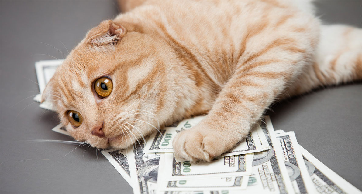 Nombre monetario para un gato rojizo