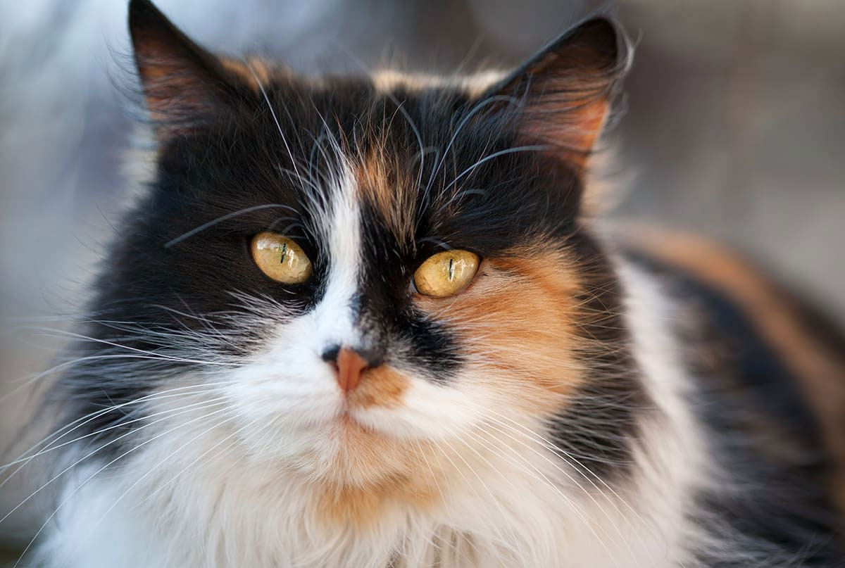 Gata tricolor