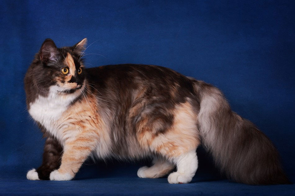 Gata tricolor - cómo elegir un nombre