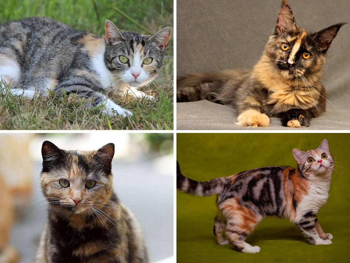 Variantes del color tricolor en gatos
