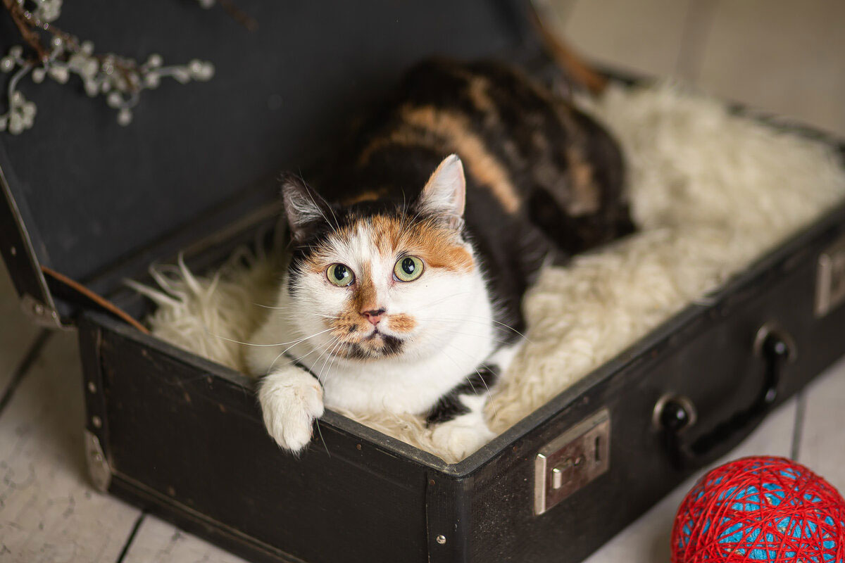Nombres interesantes para gatas tricolores