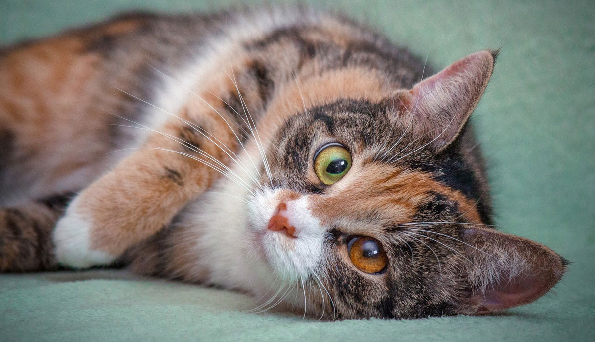 Gata tricolor con predominio del tono gris