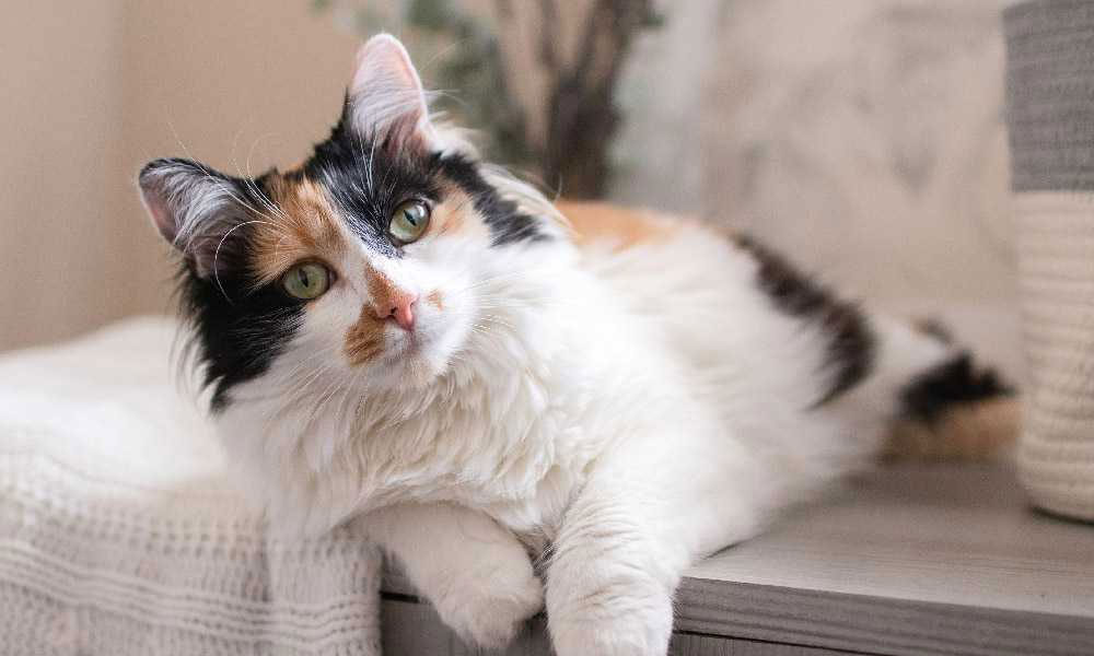 Gata tricolor con predominio del color blanco