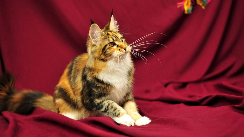 Gata tricolor con predominio del color naranja