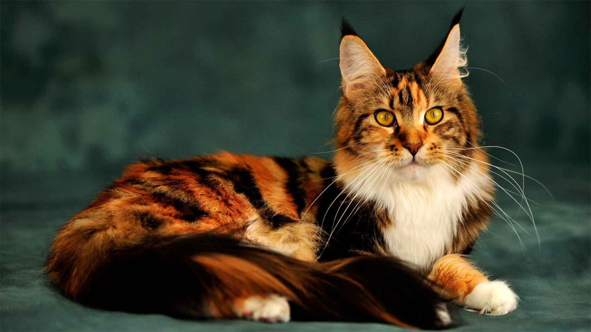 Ideas de nombres para gatas tricolores