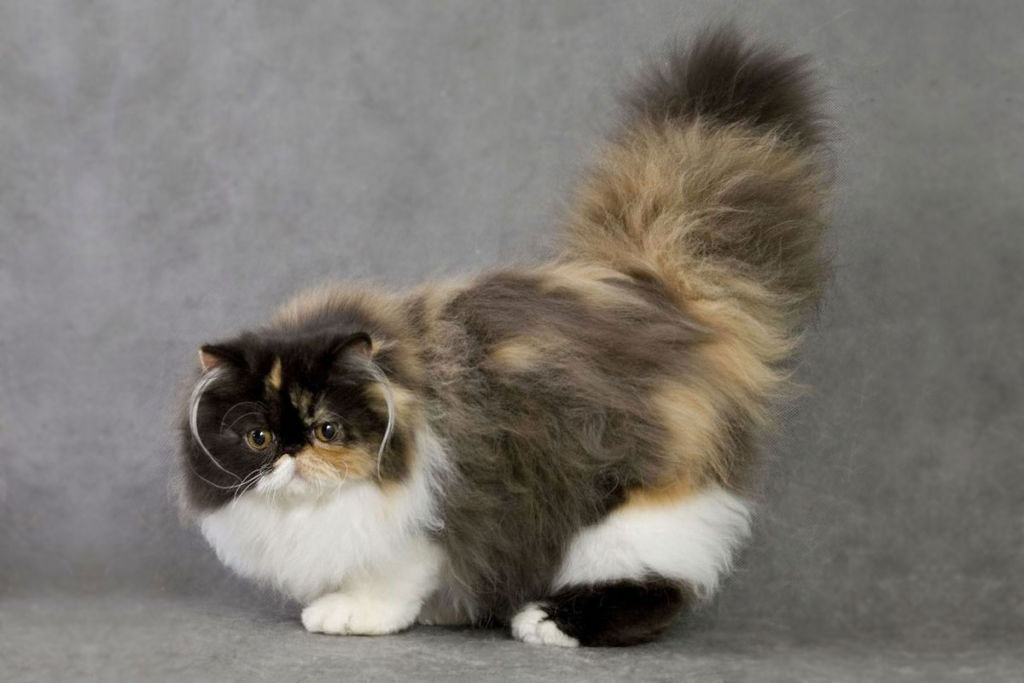 Cómo nombrar de manera insólita a una gata tricolor