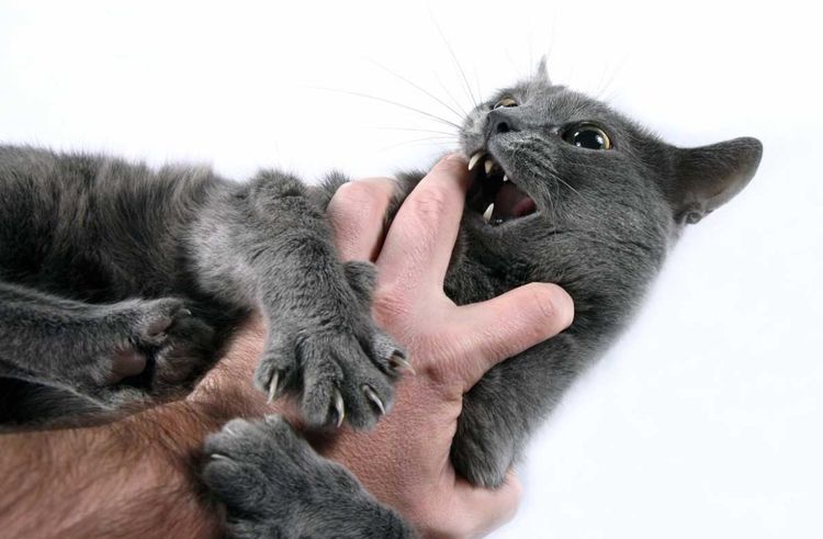 Die Katze kratzt und beißt die Hand