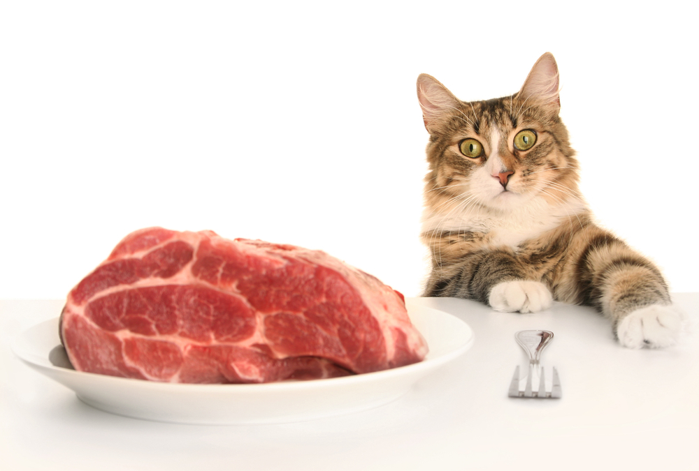 Trozo de carne en un plato y un gato