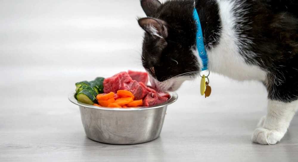 Gato junto al cuenco con carne y verduras
