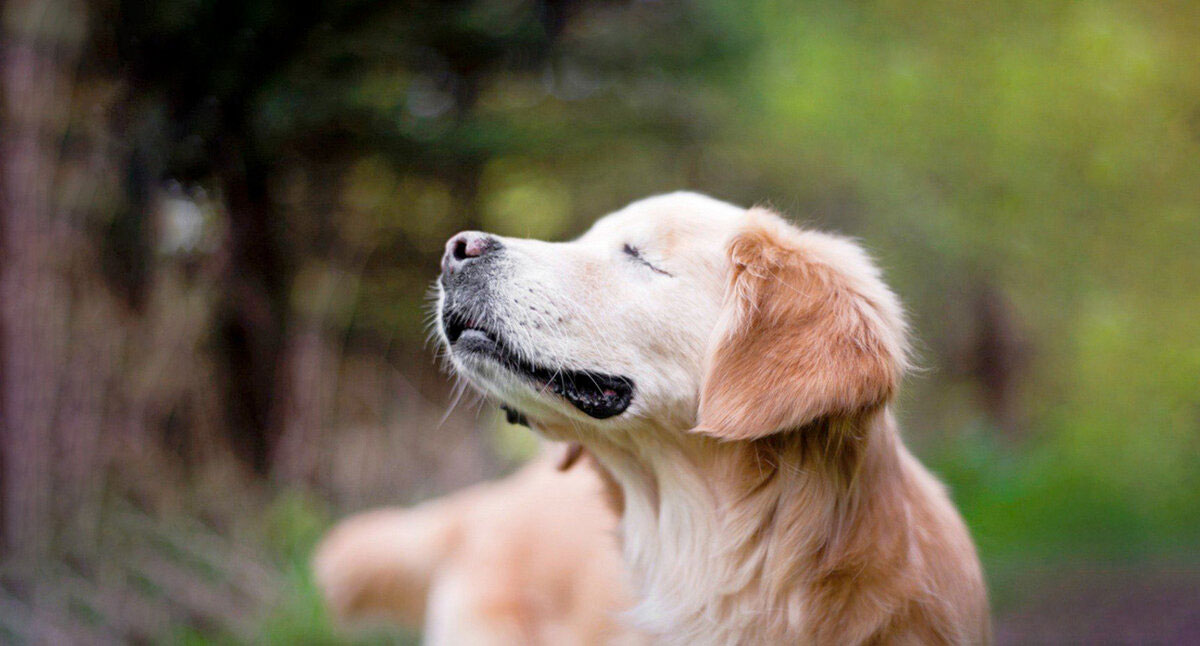 Wie erkennt man, dass ein Hund sein Sehvermögen verliert?