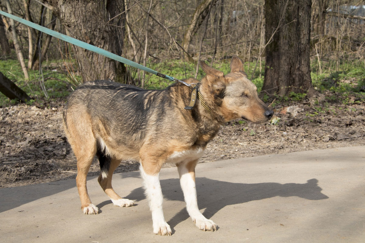 Wie erkennt man, dass ein Hund blind ist?