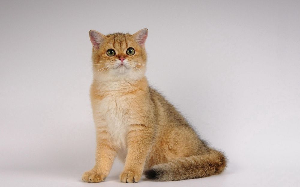Gatito