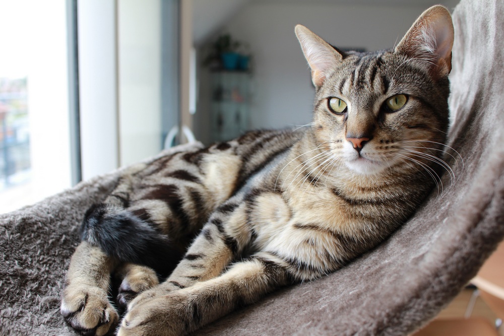 Gato en una cama